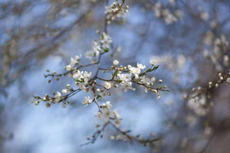 Natural spring flower, blooming beauty flowers, many flowersの写真素材