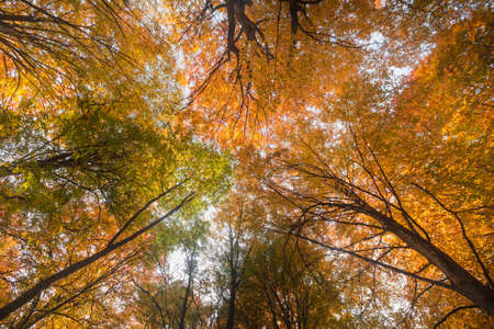 Beatyful natural lanscape background with tree and mountの写真素材