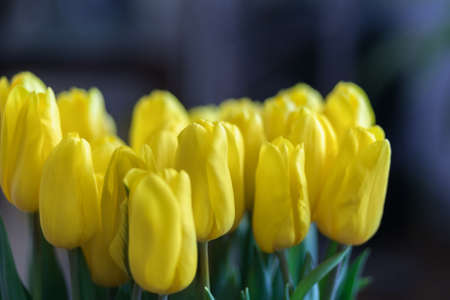 Bouquet beautiful fresh yellow tulip flowerの写真素材