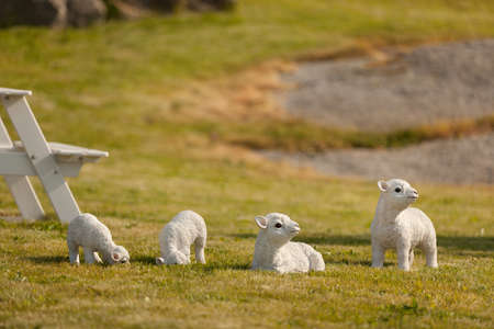 Statues of sheep and cows on a green natural fieldの写真素材