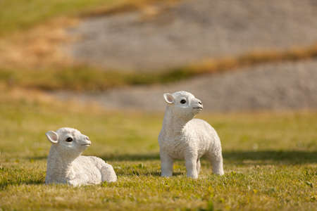 Statues of sheep and cows on a green natural fieldの写真素材