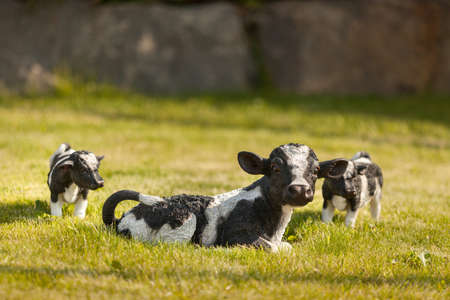 Statues of sheep and cows on a green natural fieldの写真素材