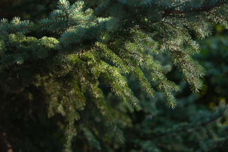 Natural green christmas tree in summer forest backgroundの写真素材