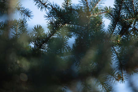 Natural green christmas tree in summer forest backgroundの写真素材