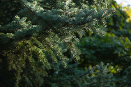 Natural green christmas tree in summer forest backgroundの写真素材