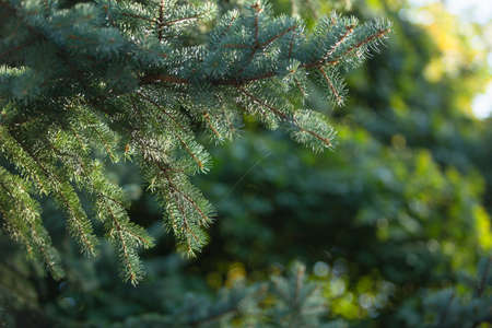 Natural green christmas tree in summer forest backgroundの写真素材