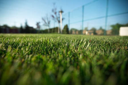 Green fresh grass on stadium background with light sunの写真素材
