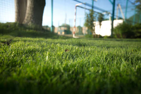 Green fresh grass on stadium background with light sunの写真素材