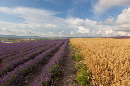 Wheat and lavender field with beautiful sky and clouds backgroundの写真素材