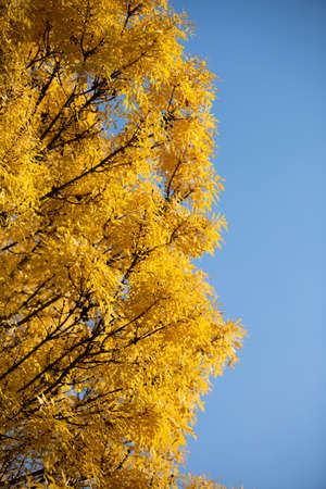 Natural autumn park backgorund, fresh yellow forest background with tree