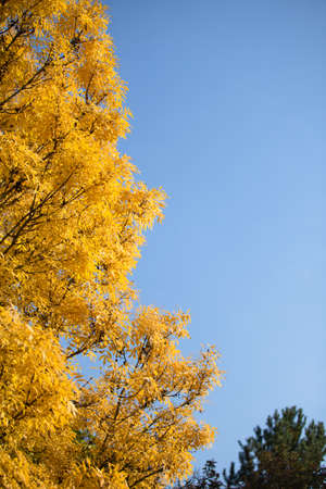 Natural autumn park backgorund, fresh yellow forest background with treeの写真素材