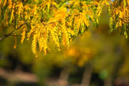 Natural autumn park backgorund, fresh yellow forest background with treeの写真素材