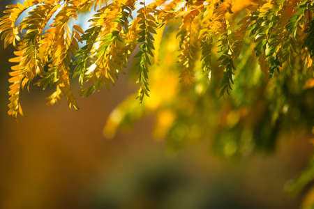 Natural autumn park backgorund, fresh yellow forest background with treeの写真素材