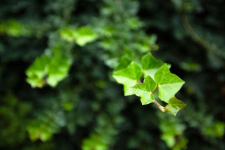 Natural green backgorund, fresh green tree in parkの写真素材