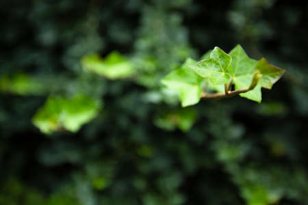 Natural green backgorund, fresh green tree in parkの写真素材