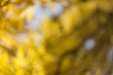 Natural autumn park backgorund, fresh yellow forest background with treeの写真素材