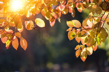 Natural autumn park backgorund, fresh yellow forest background with treeの写真素材