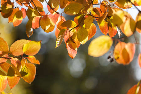 Natural autumn park backgorund, fresh yellow forest background with treeの写真素材
