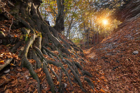 Natural autumn park backgorund, fresh yellow forest background with treeの写真素材