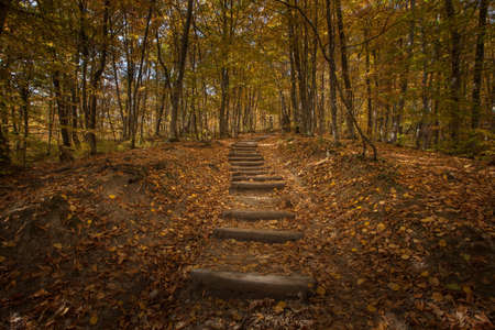 Natural autumn park backgorund, fresh yellow forest background with treeの写真素材