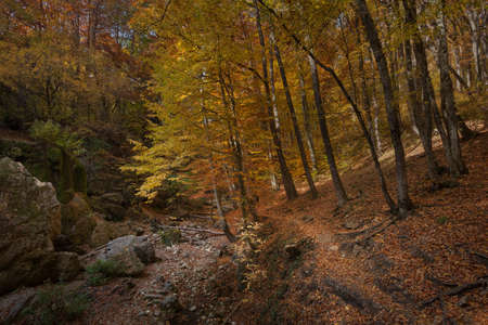 Natural autumn park backgorund, fresh yellow forest background with tree