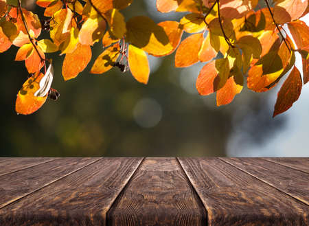 Wooden desk on autumn blur natural backgroundの写真素材