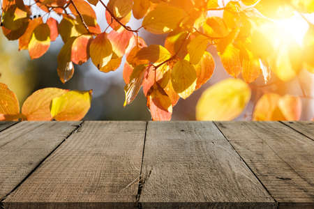 Wooden desk on autumn blur natural backgroundの写真素材