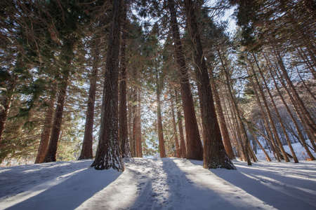 Beautiful winter forest in sunny frosty weather, winter forest conceptの写真素材