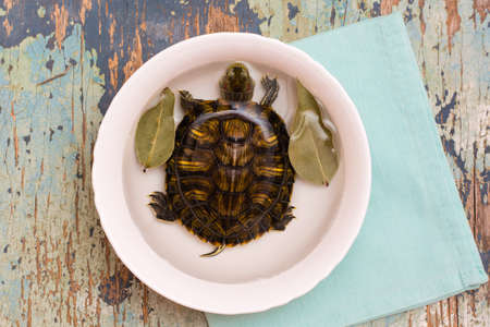 Live turtle in a white plate with water and bay leaf on the table. Imitation of tortoise soup....