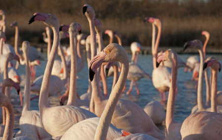 Flamingosの写真素材