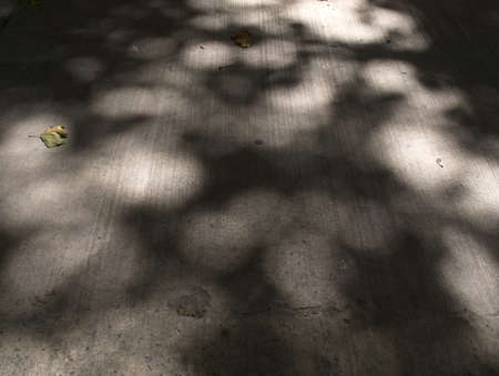 Sidewalk with shade from the trees with some leavesの写真素材
