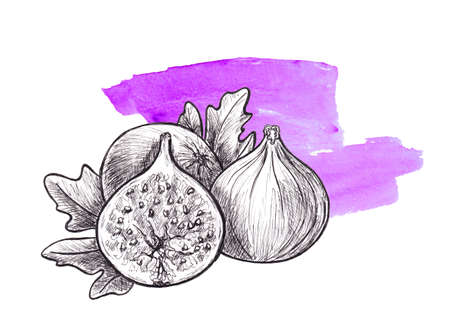 Hand drawn graphic Food sketch, Fruit - Figs isolated on a white backgroundの写真素材