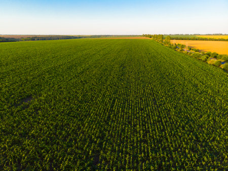 Ukraine. drone. aerial view. The green fieldの写真素材
