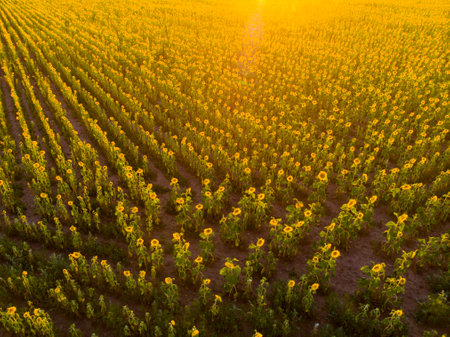 Ukraine. drone. aerial view. field of blooming sunflowers