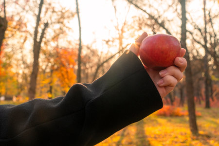 autumn forest. Sunny day. Yellow leaves have fallen from the trees. A girl in a black coat holds a red apple in her hands (close-up). Autumn walks in the forestの写真素材
