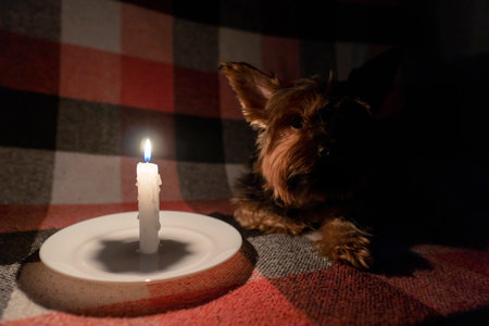 A small dog lies in a dark room by the light of a candle (close-up). blackout. energy crisis. Destruction of infrastructure. power outage conceptの写真素材