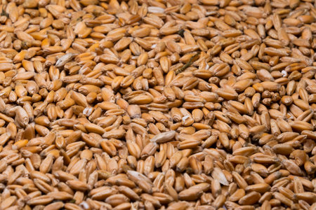 Background of ripe grains of wheat (close-up). Farm harvest concept. agriculture. The main...