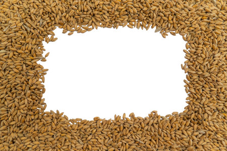Rectangular frame from ripe grains of wheat on a white background. Farm harvest concept. agriculture. The main ingredient for baking bread. natural organic foodの写真素材
