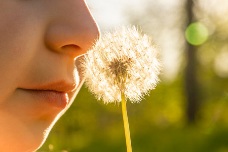 A girl sits in thick green grass and holds a dandelion in her hands against the background of the sunset (close-up). Walk outdoors in the city parkの写真素材