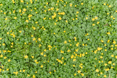 A lush carpet of vibrant green leaves with numerous small yellow flowers scattered throughout,...