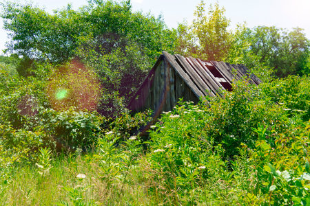 The decaying wooden roof of an old, abandoned structure is nearly hidden and completely overgrown by dense green bushes and foliage on a bright sunny dayの写真素材