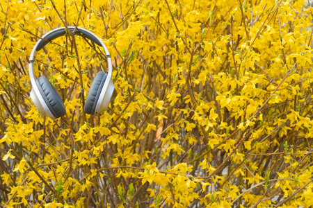 Close-up of modern silver and gray wireless headphones hanging on a blooming bright yellow Forsythia bushの写真素材