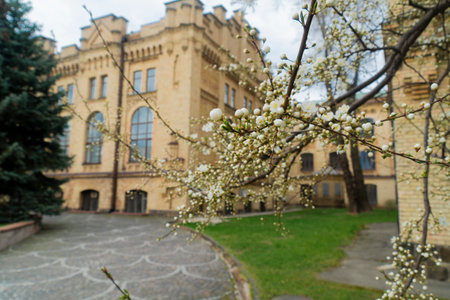 White cherry blossom buds and flowers frame a blurred view of a historic yellow-brick university building, capturing the essence of spring on campusの写真素材