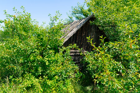 Abandoned small wooden log hut overgrown with lush green foliage and trees in the countryside. Traditional rustic shed in the middle of a forestの写真素材