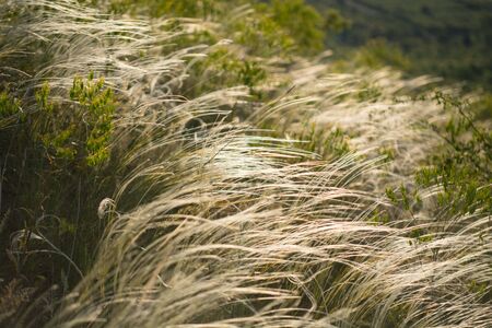 Grass on the Hill
