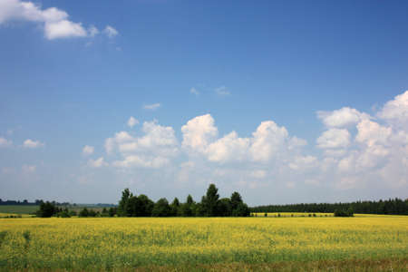 Yellow field in the Vladimir region  Landscape  Russiaの写真素材