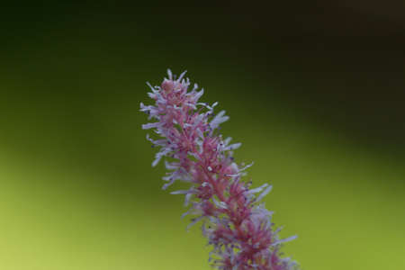 Astilbe is a herbaceous perennial plant