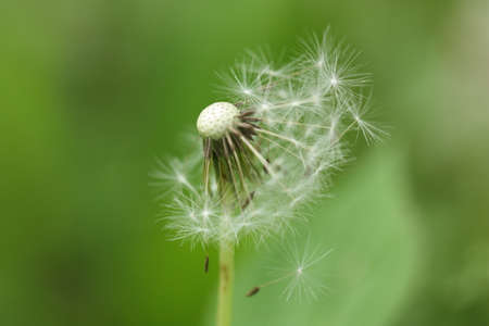 Dandelion flower on a green backgroundの写真素材