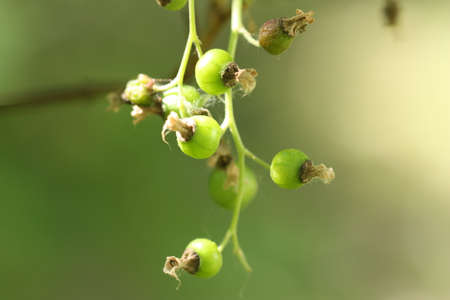 Green currant berries on a green background