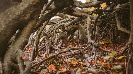 brown real tree roots intertwine, autumn yellow leaves lie on the ground under the root of a large...